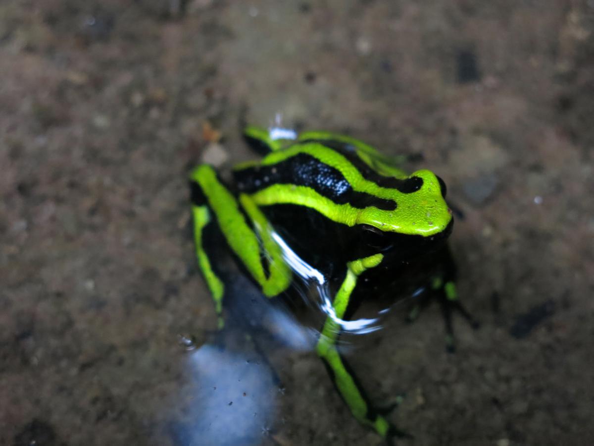 Villa Yacumaman Sanctuary Tarapoto Esterno foto
