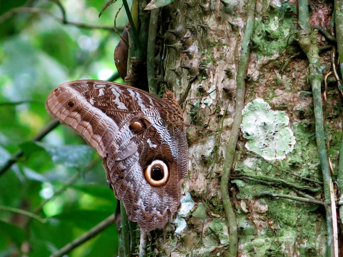 Villa Yacumaman Sanctuary Tarapoto Esterno foto